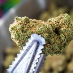 Denver Dispensary