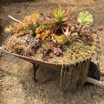 Succulent Gardens - 6.30.19 - Nurseries & Gardening Near Me - Castroville, California