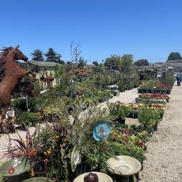 Beautiful plants