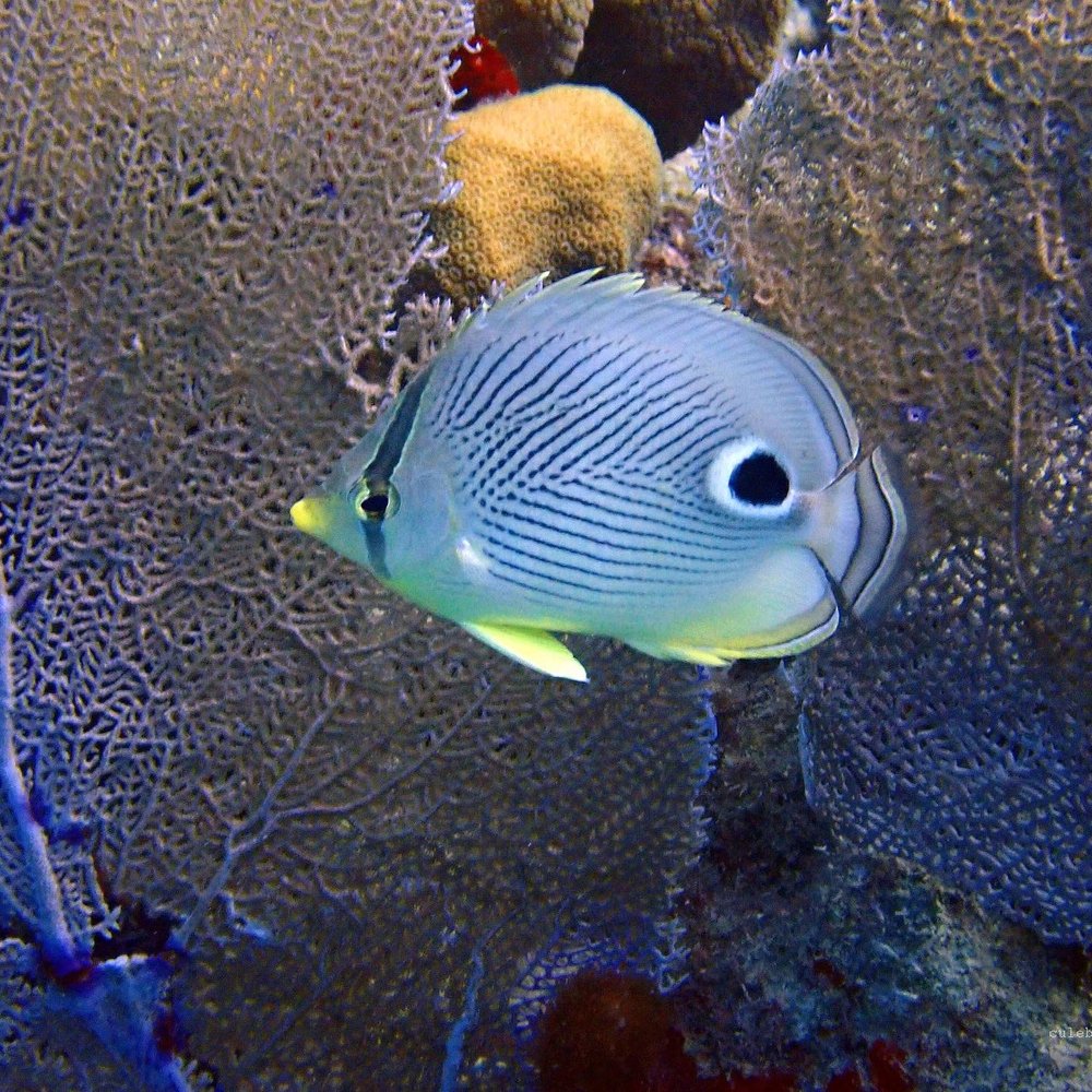 Culebra Divers - Snorkeling Near Me - Culebra, Puerto Rico Culebra Divers - Snorkeling Near Me - Culebra, Puerto Rico