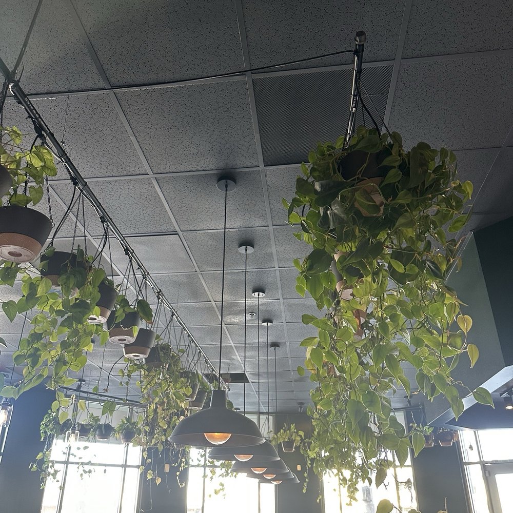 Point Lume - plants - Cafes Near Me - Los Angeles, California Point Lume - plants - Cafes Near Me - Los Angeles, California