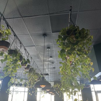 Point Lume - plants - Cafes Near Me - Los Angeles, California Point Lume - plants - Cafes Near Me - Los Angeles, California