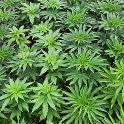 NM420 Dispensary