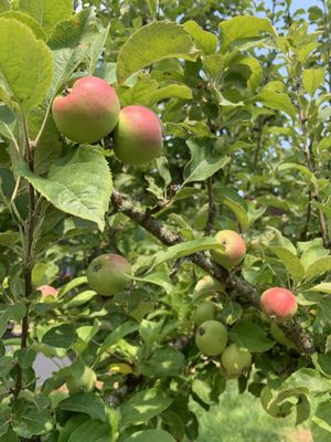 Dragon's Head Cider Orchard by null