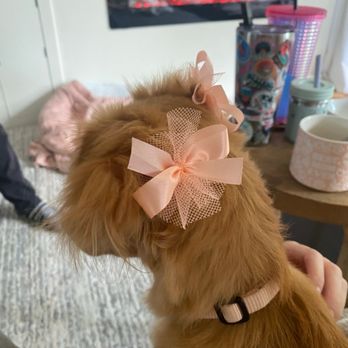 Hot Diggity Dog Resort - They put cute bows in her hair - Pet Training Near Me - Escondido, California