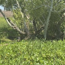 Big gator banked
