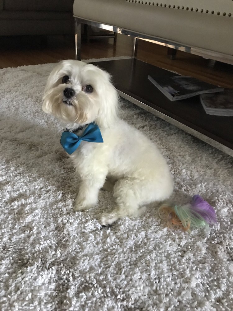 GOLDEN SHEAR INSTITITE Updated April 2024 11429 Clayton Rd, San Jose, California Pet