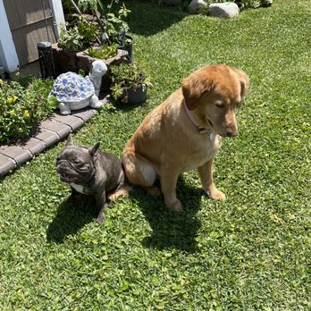 Allie & Paws - Like new - Pet Groomers Near Me - Downey, California