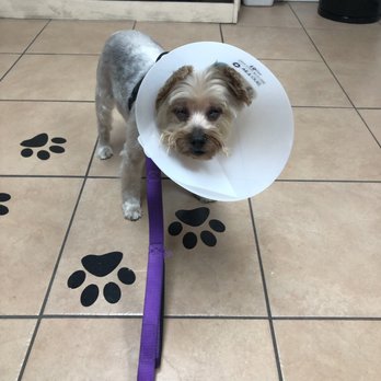 Madagascar Pet Services - Pet Groomers Near Me - Sunnyside, New York
