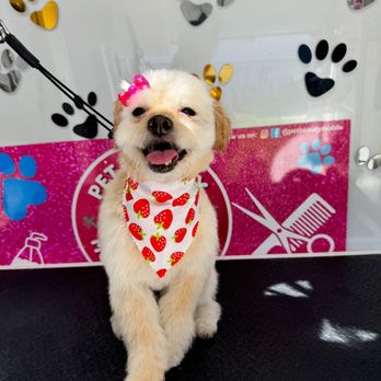Pet Beauty Mobile Grooming - Pet Groomers Near Me Pet Beauty Mobile Grooming - Pet Groomers Near Me