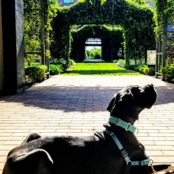Grand Paws Pet Sitter - Sun bathing is my specialty! - Dog Walkers Near Me - Plano, Texas Grand Paws Pet Sitter - Sun bathing is my specialty! - Dog Walkers Near Me - Plano, Texas
