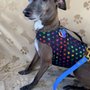 Photo of Pampered Pet