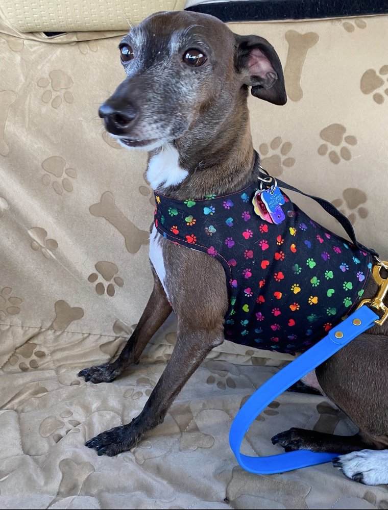 Pampered Pet - pet boarding facility in Pittsburgh, PA