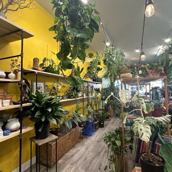 Latinx With Plants - inside - Nurseries & Gardening Near Me - Los Angeles, California