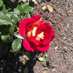 Marley Park - Ketchup and mustard rose