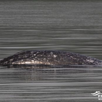 FRS Clipper - Grey whale!!! - Travel Services Near Me - Seattle, Washington FRS Clipper - Grey whale!!! - Travel Services Near Me - Seattle, Washington