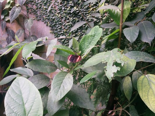 Naturospace Honfleur by null