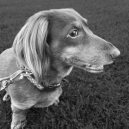 Franklin, the stubborn dog no more!