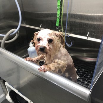 Magnolia's Mobile Pet Salon - A photo from Sherri. - Pet Groomers Near Me Magnolia's Mobile Pet Salon - A photo from Sherri. - Pet Groomers Near Me