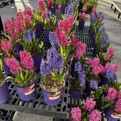 It's beginning to look a lot like Spring!