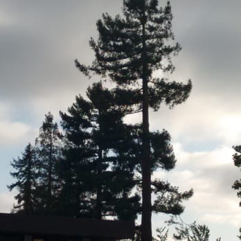 Social Security - Giant redwood across the lot from Soc. Sec. entrance, at least 80 feet tall.  Office is to the right of this photo. - Public Services & Government Near Me - Fremont, California