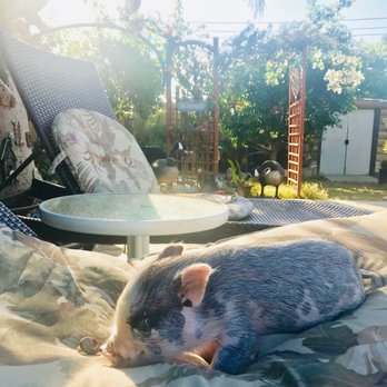 Oinks SoCal Piggery - Pet Breeders Near Me Oinks SoCal Piggery - Pet Breeders Near Me