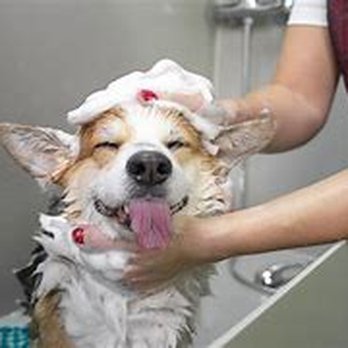 Griffin Do Pet - Pet Groomers Near Me