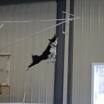 The Dog Mall - extreme vertical - Dog Walkers Near Me - Carver, Massachusetts