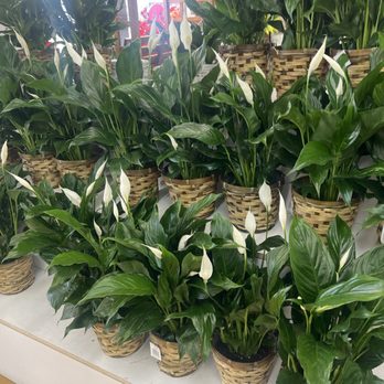 Melinda McCoy's Flowers - Peace lily - Floral Designers Near Me - Long Beach, California Melinda McCoy's Flowers - Peace lily - Floral Designers Near Me - Long Beach, California