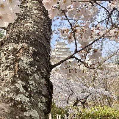 Himeji Castle by null
