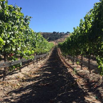 Foley Estates Vineyard & Winery - Vineyards were simply stunning. Made me feel so at peace. - Wine Tasting Room Near Me - Lompoc, California Foley Estates Vineyard & Winery - Vineyards were simply stunning. Made me feel so at peace. - Wine Tasting Room Near Me - Lompoc, California