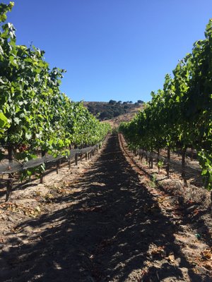 Foley Estates Vineyard & Wine by null