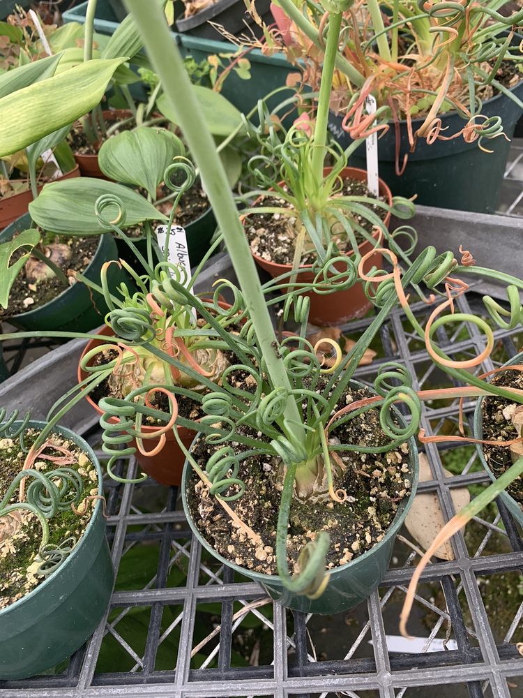 KARTUZ GREENHOUSES Updated May 2024 24 Photos & 17 Reviews 1408