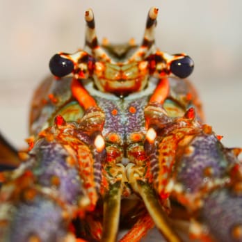 Low Key Fisheries - Freshest Lobsters! - Seafood Markets Near Me - Cudjoe Key, Florida Low Key Fisheries - Freshest Lobsters! - Seafood Markets Near Me - Cudjoe Key, Florida