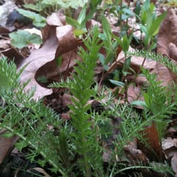 Baby ferns Baby ferns