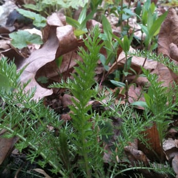 Winkler Botanical Preserve - Baby ferns - Hiking Near Me - Alexandria, Virginia Winkler Botanical Preserve - Baby ferns - Hiking Near Me - Alexandria, Virginia