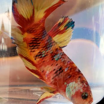 Reptile Junction - Reptile Shops Near Me - Apache Junction, Arizona