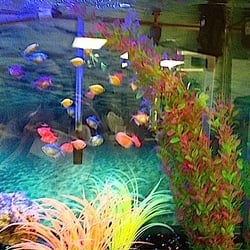 Fairport Pediatrics - Smaller fish tank in suite A