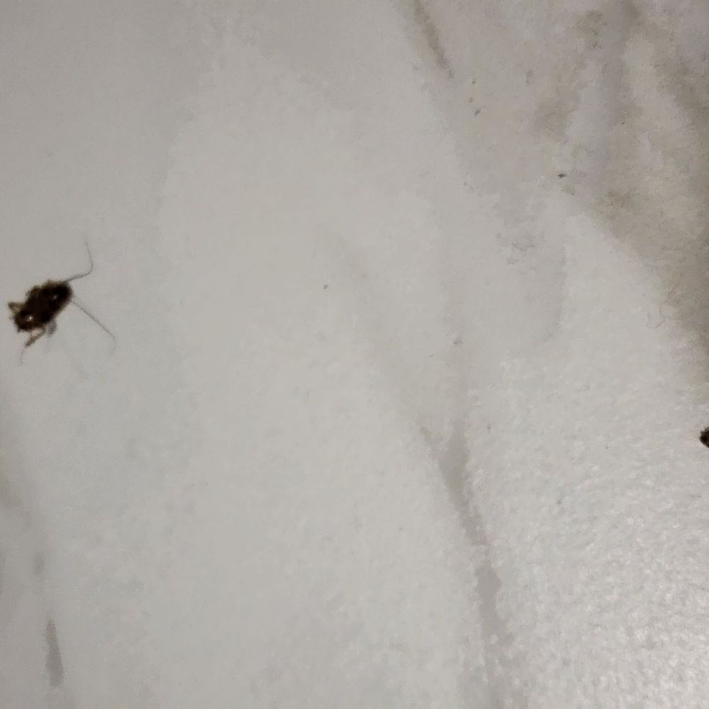 Motel 6 - More crockroached I killed - Hotels Near Me - Artesia, California Motel 6 - More crockroached I killed - Hotels Near Me - Artesia, California