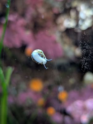 Monterey Bay Aquarium by null