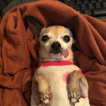 Arbor View Veterinary Clinic - Bunny is a happy patient. - Veterinarians Near Me - Roseville, California