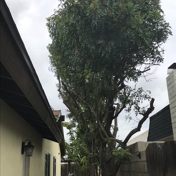 Environmental Green Tree Care - Tree Services Near Me Environmental Green Tree Care - Tree Services Near Me