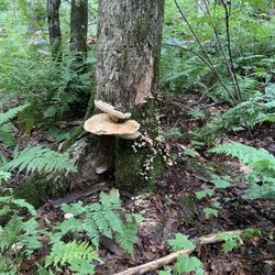 Parc éco Laurentides CTEL