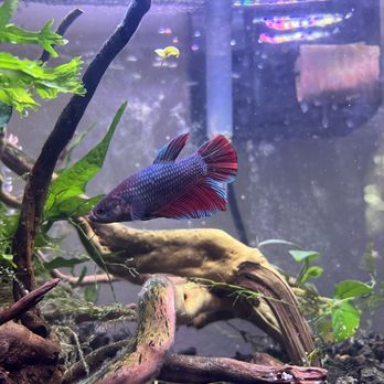 Petco - Happy fish - Pet Stores Near Me - Corvallis, Oregon Petco - Happy fish - Pet Stores Near Me - Corvallis, Oregon