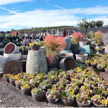 Waterwise Botanicals - Nurseries & Gardening Near Me - Bonsall, California