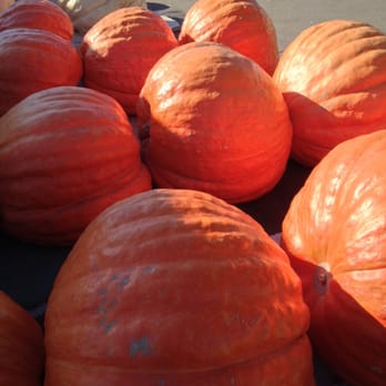 Borchard Farms - Big olé pumpkins ! - Pumpkin Patches Near Me - Salinas, California