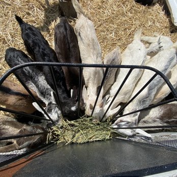 Harley Farms - Cheese Shops Near Me - Pescadero, California Harley Farms - Cheese Shops Near Me - Pescadero, California