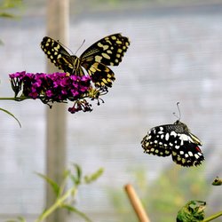 Birmingham Botanical Gardens - Butterfly House.