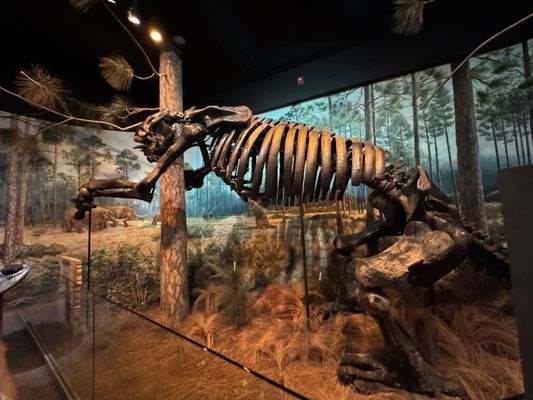 North Carolina Museum of Natural Sciences by null