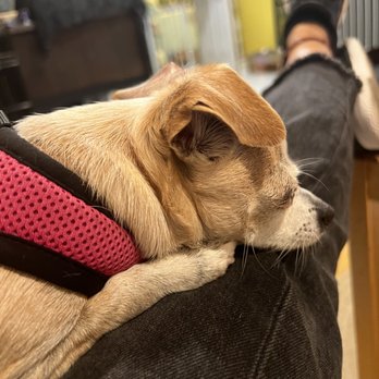 1. Walks For Pups